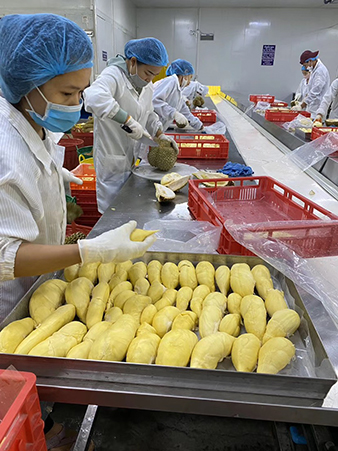 ベトナムドリアン加工工場