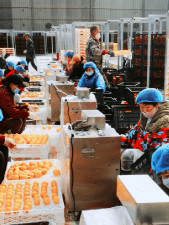 陝西甘柿加工工場